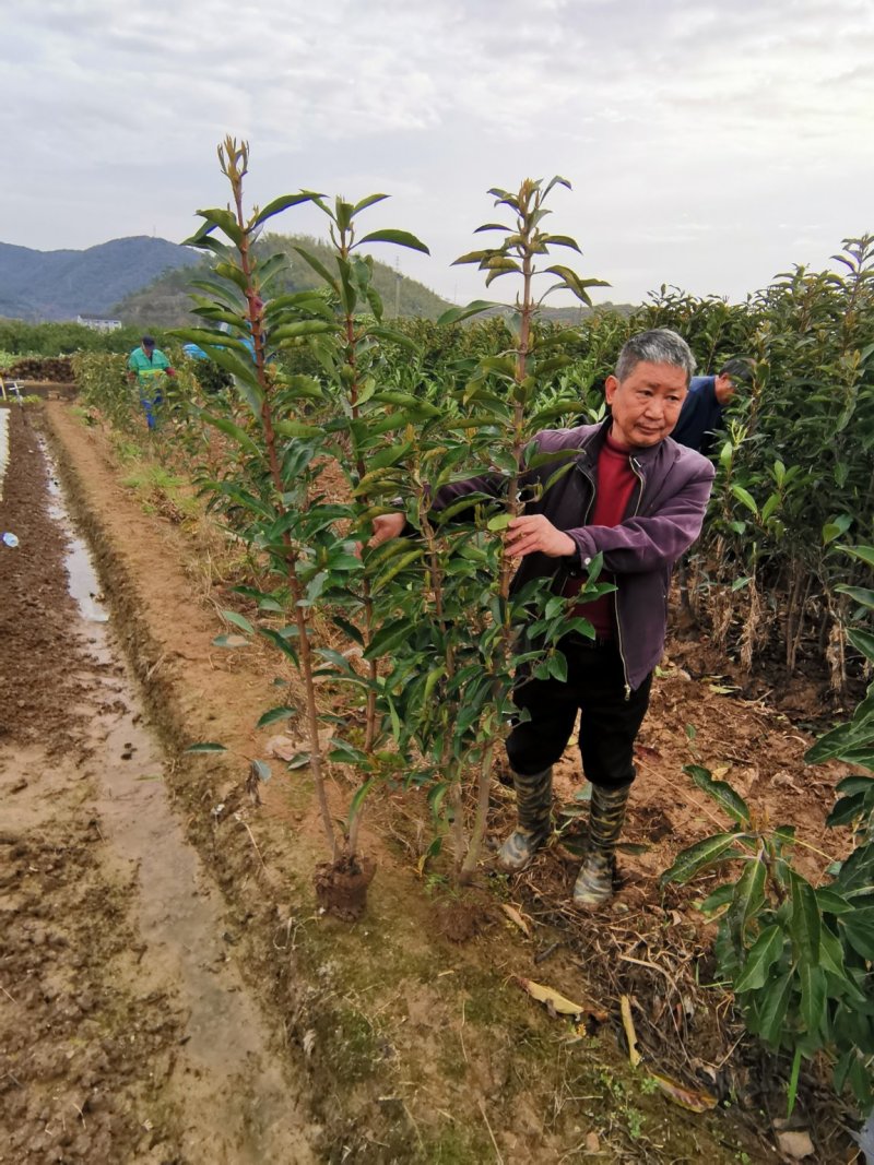 法国冬青宁波冬青品质保证！货量充足！欢迎联系洽谈！