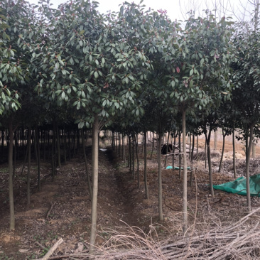 红叶石楠树高杆红叶石楠基地