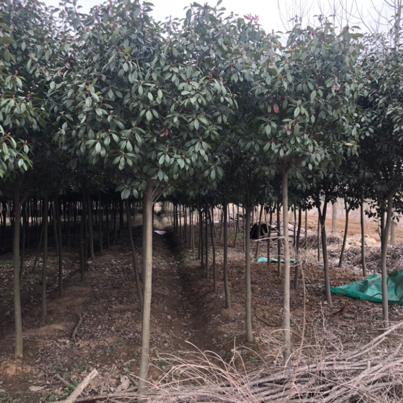 红叶石楠树高杆红叶石楠基地