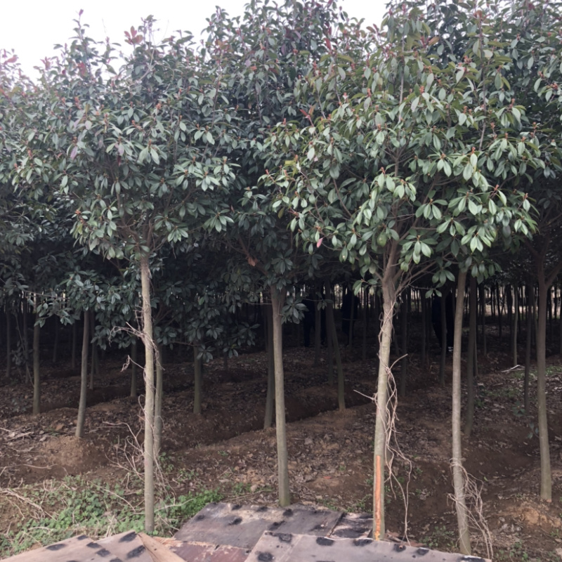 红叶石楠树高杆红叶石楠基地