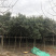 红叶石楠树高杆红叶石楠基地