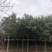 红叶石楠树高杆红叶石楠基地
