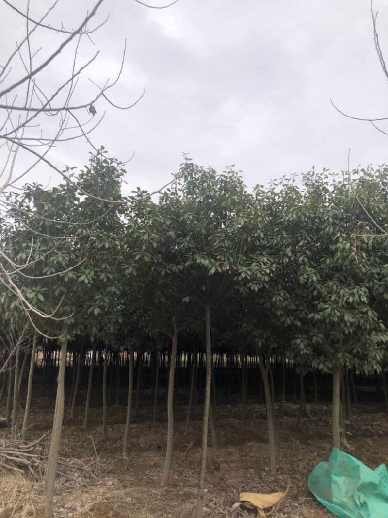 红叶石楠树高杆红叶石楠基地
