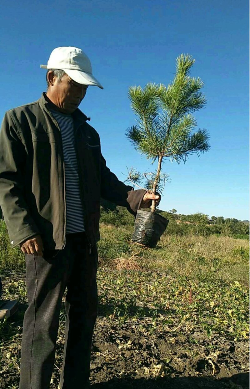 河北省承德市各种规格樟子松