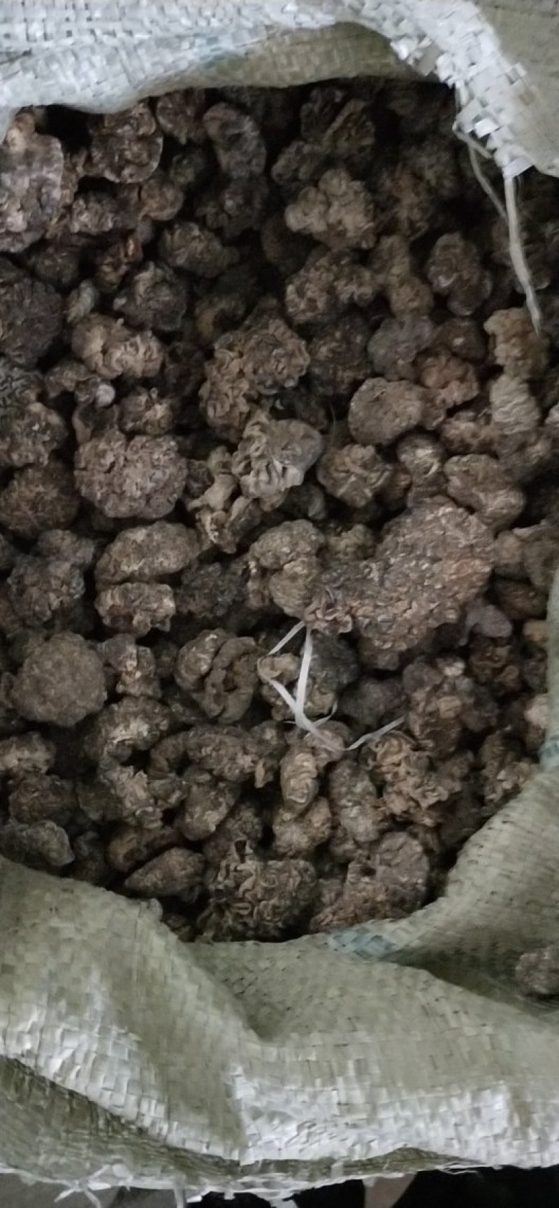 猴脑菇海参菇核桃菌