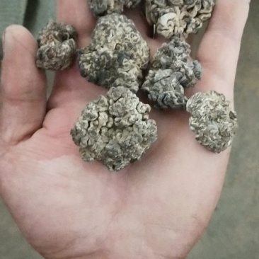 猴脑菇海参菇核桃菌