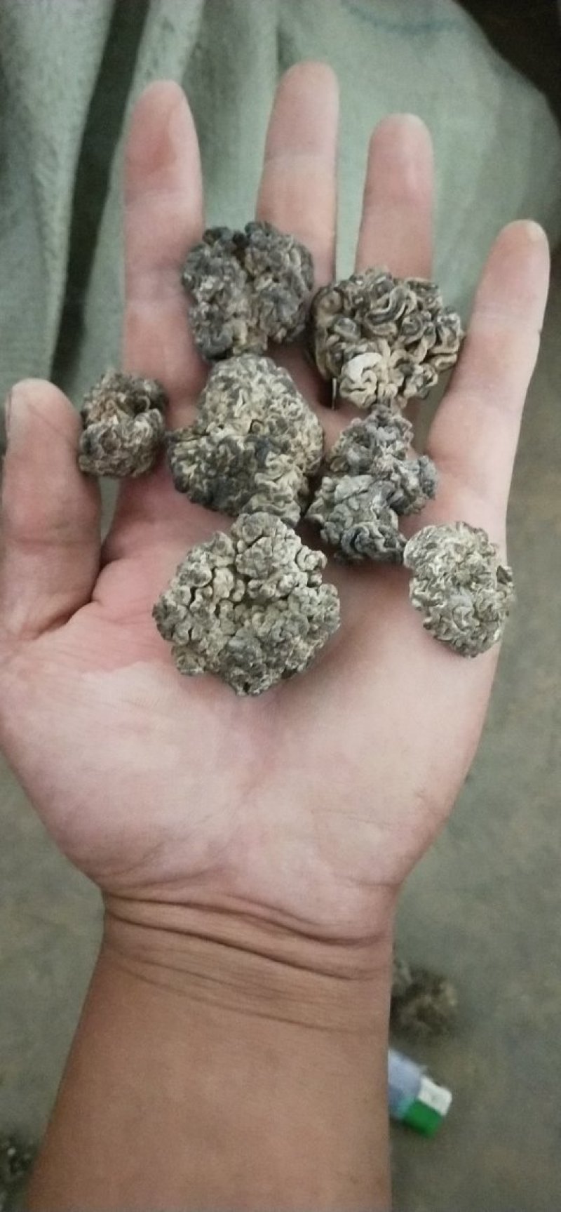 猴脑菇海参菇核桃菌