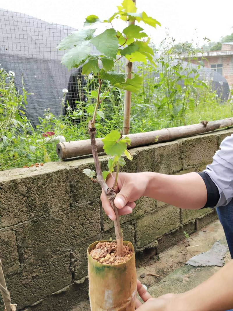 巨峰葡萄苗现挖苗根系发达成活率高