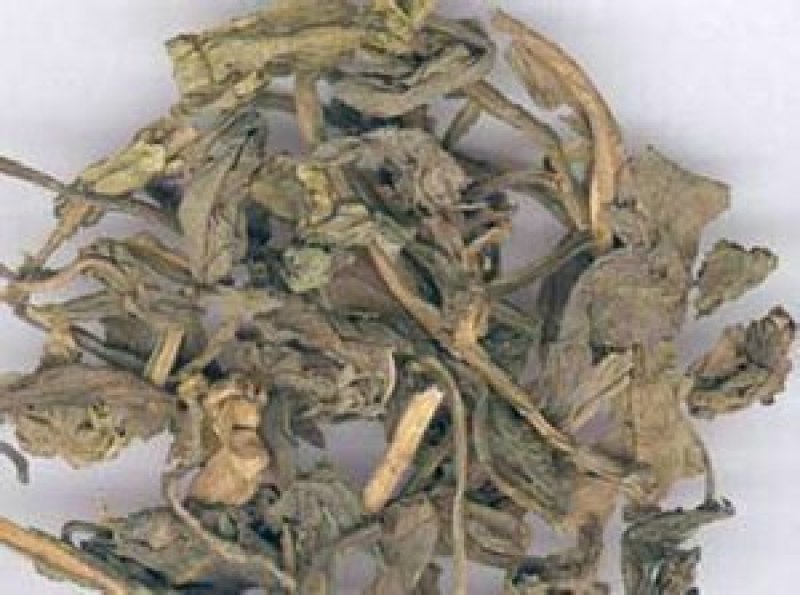 大青叶，常年批发供应，大青叶中草药