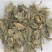 大青叶，常年批发供应，大青叶中草药