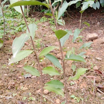 四号茶茶苗