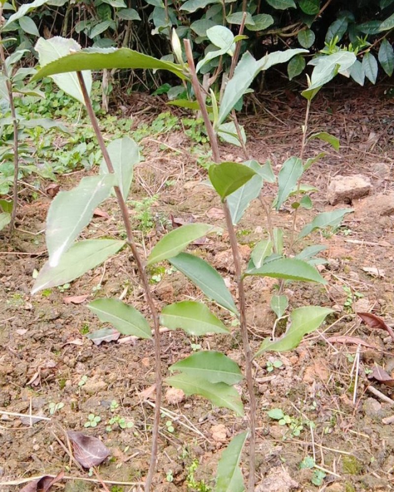 四号茶茶苗