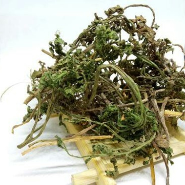 一朵云，小春花，阴地蕨，中草药常年批发供应