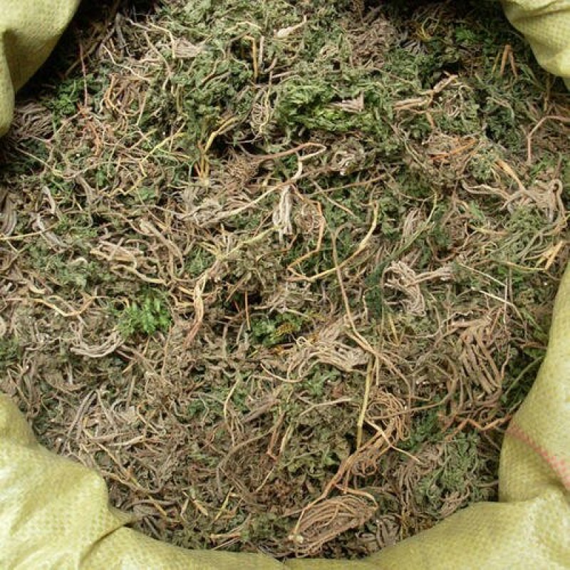 一朵云，小春花，阴地蕨，中草药常年批发供应