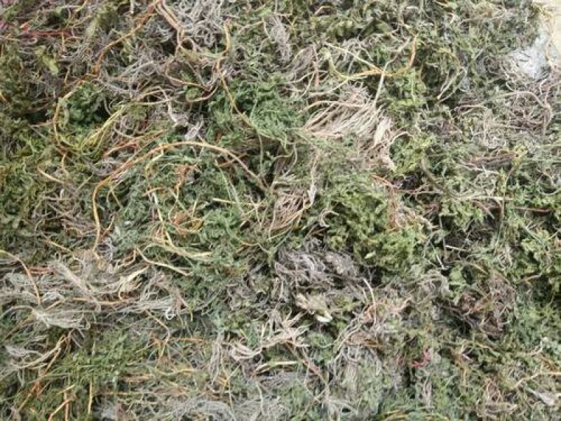 一朵云，小春花，阴地蕨，中草药常年批发供应