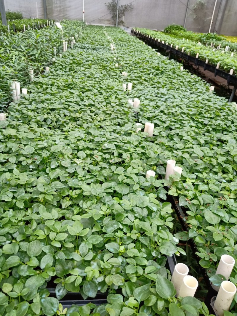鹅掌柴种苗广州基地生产鸭脚木花卉播种苗可带盆发物流