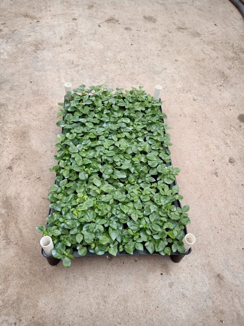 鹅掌柴种苗广州基地生产鸭脚木花卉播种苗可带盆发物流