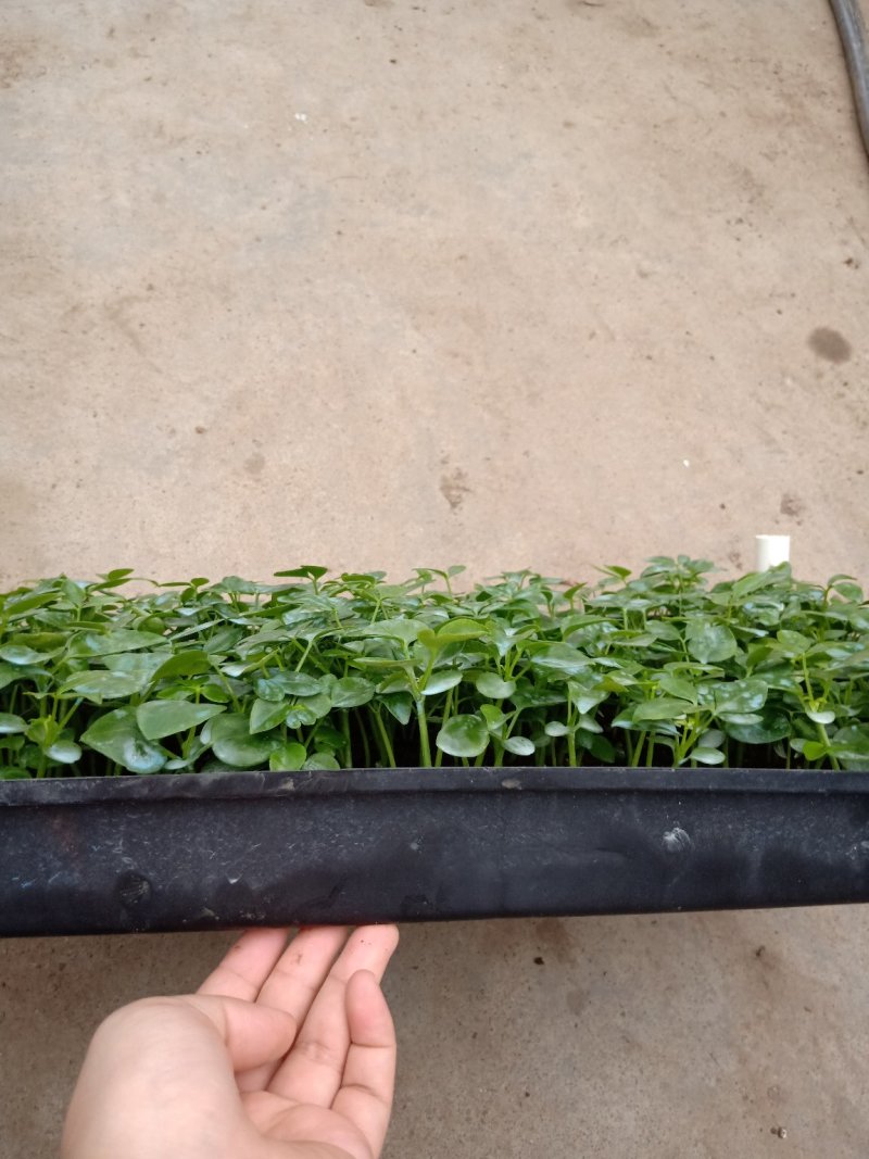 鹅掌柴种苗广州基地生产鸭脚木花卉播种苗可带盆发物流