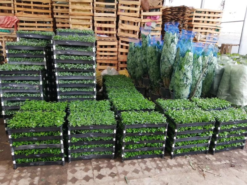鹅掌柴种苗广州基地生产鸭脚木花卉播种苗可带盆发物流