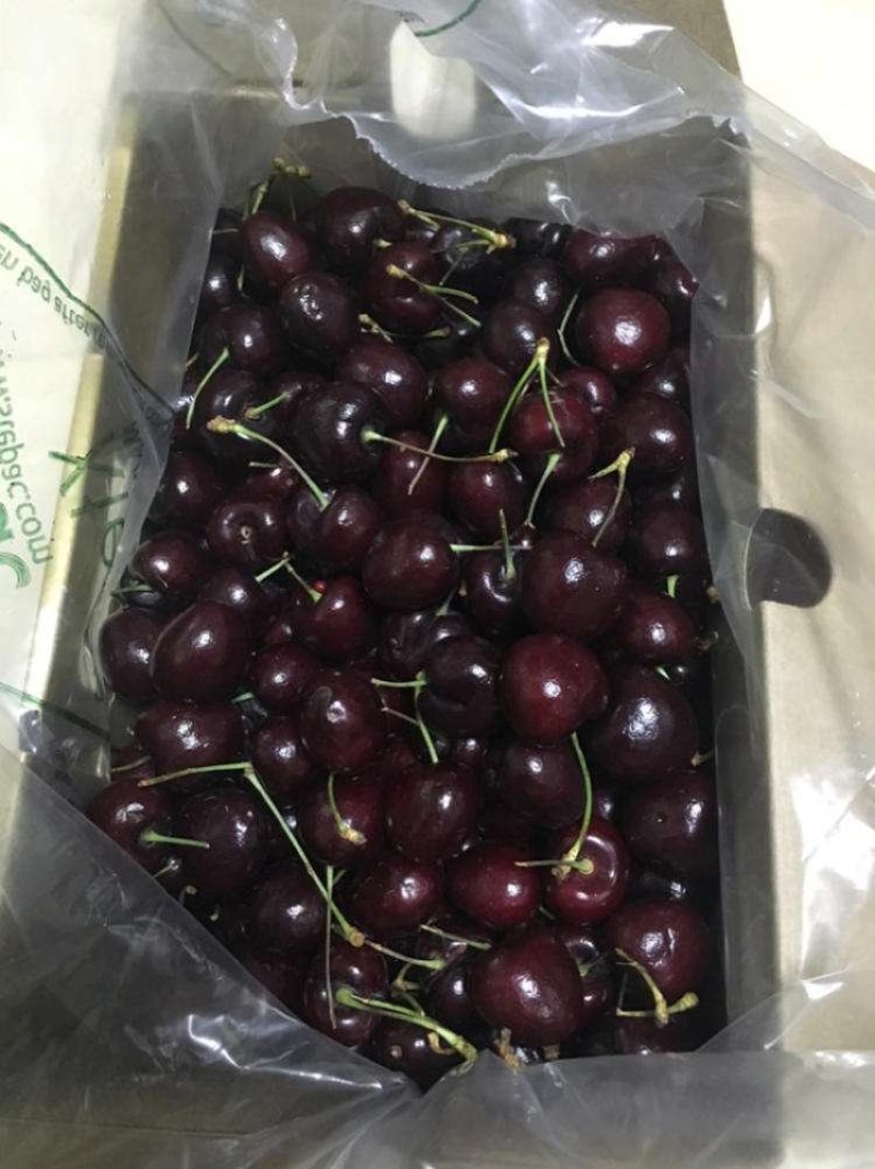 基地直销包品种精品樱桃树苗俄8樱桃苗包品种