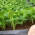 鹅掌柴种苗广州基地生产鸭脚木花卉播种苗可带盆发物流