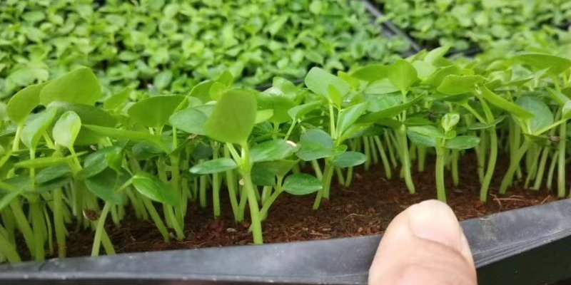 鹅掌柴种苗广州基地生产鸭脚木花卉播种苗可带盆发物流