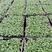 鹅掌柴种苗广州基地生产鸭脚木花卉播种苗可带盆发物流
