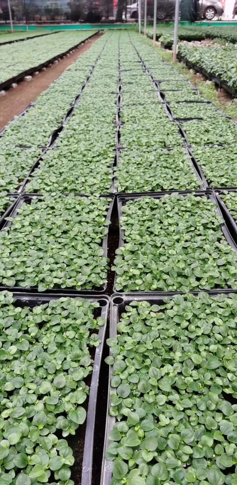 鹅掌柴种苗广州基地生产鸭脚木花卉播种苗可带盆发物流