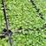 鹅掌柴种苗广州基地生产鸭脚木花卉播种苗可带盆发物流