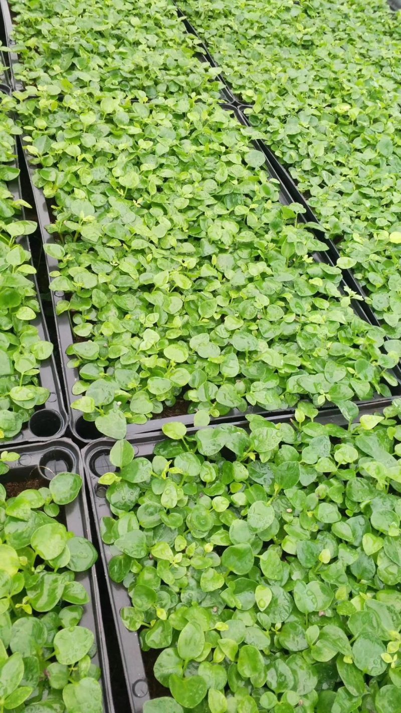 鹅掌柴种苗广州基地生产鸭脚木花卉播种苗可带盆发物流