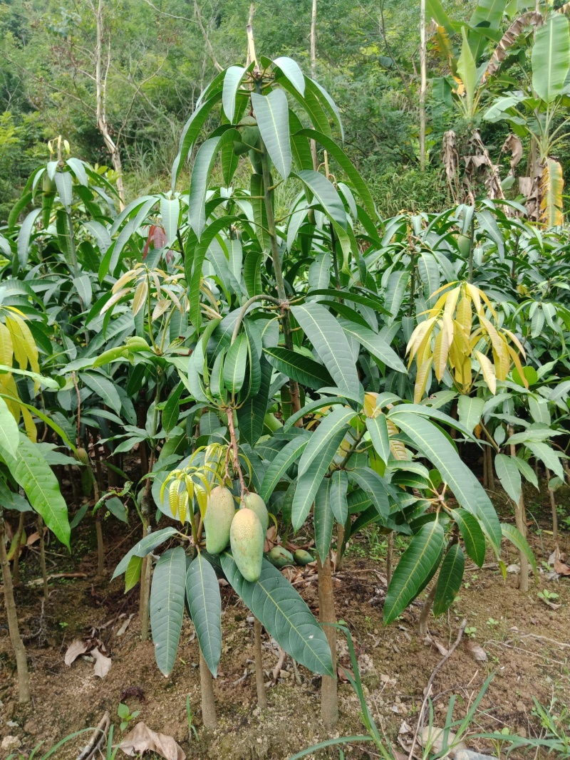 金煌芒果苗一年苗地径1-1.3公分大有营养杯苗