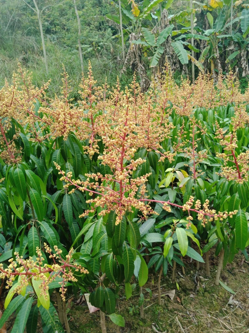 金煌芒果苗一年苗地径1-1.3公分大有营养杯苗