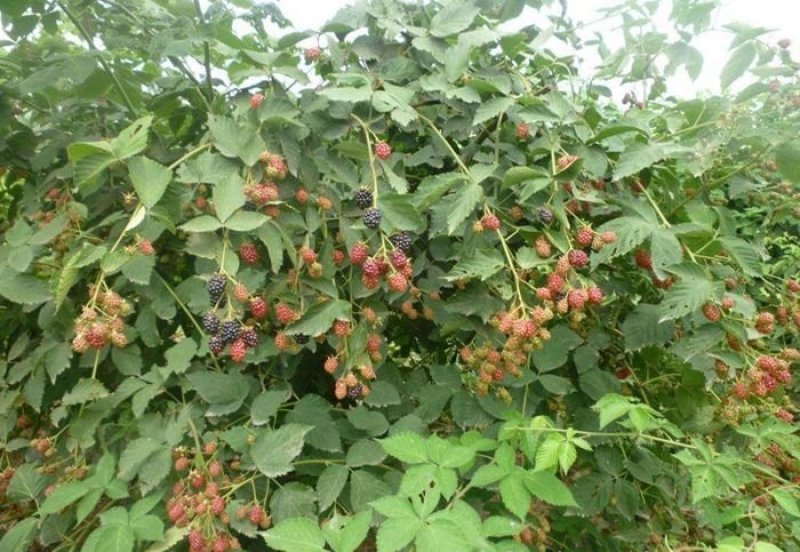基地直销适合南北种植树莓苗红树莓苗