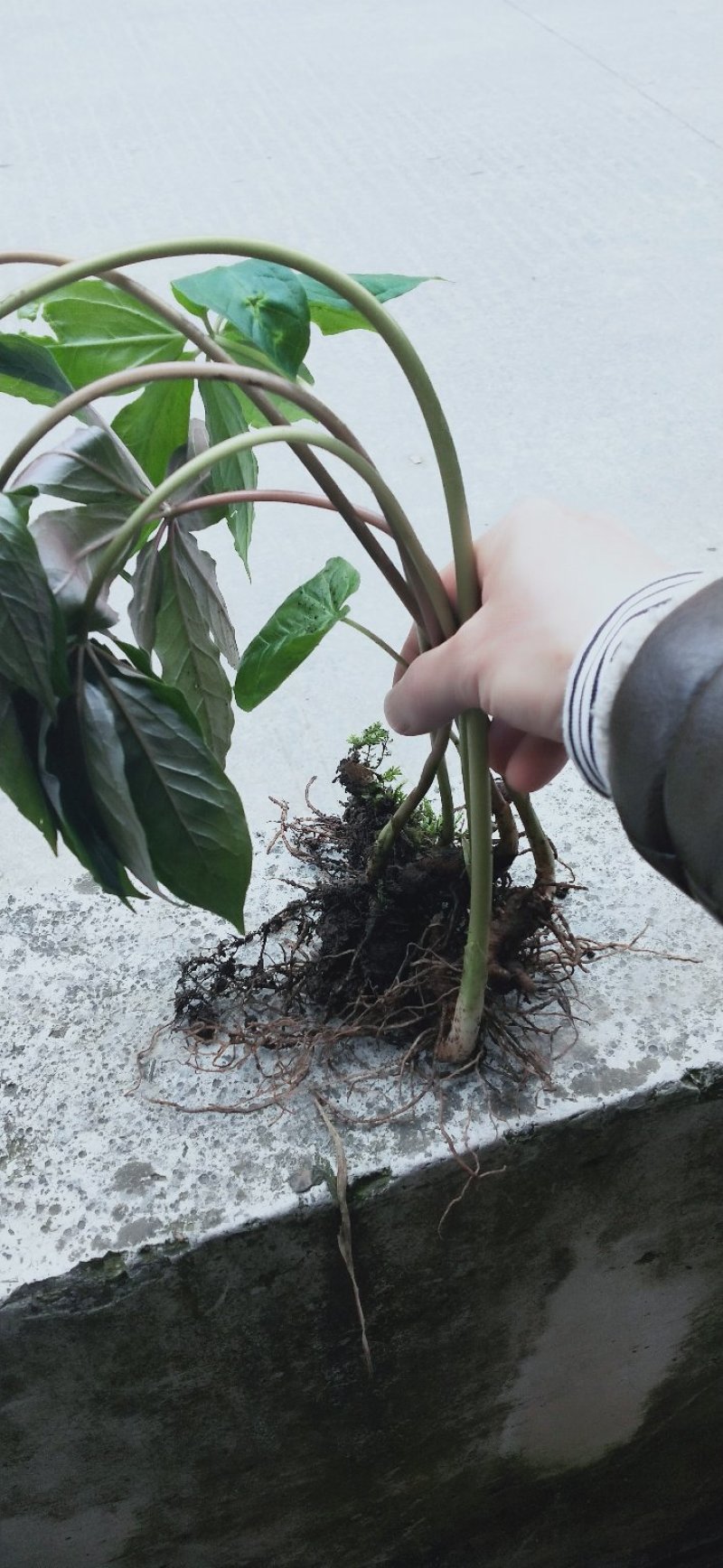 野生七叶一支花