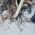野生七叶一支花