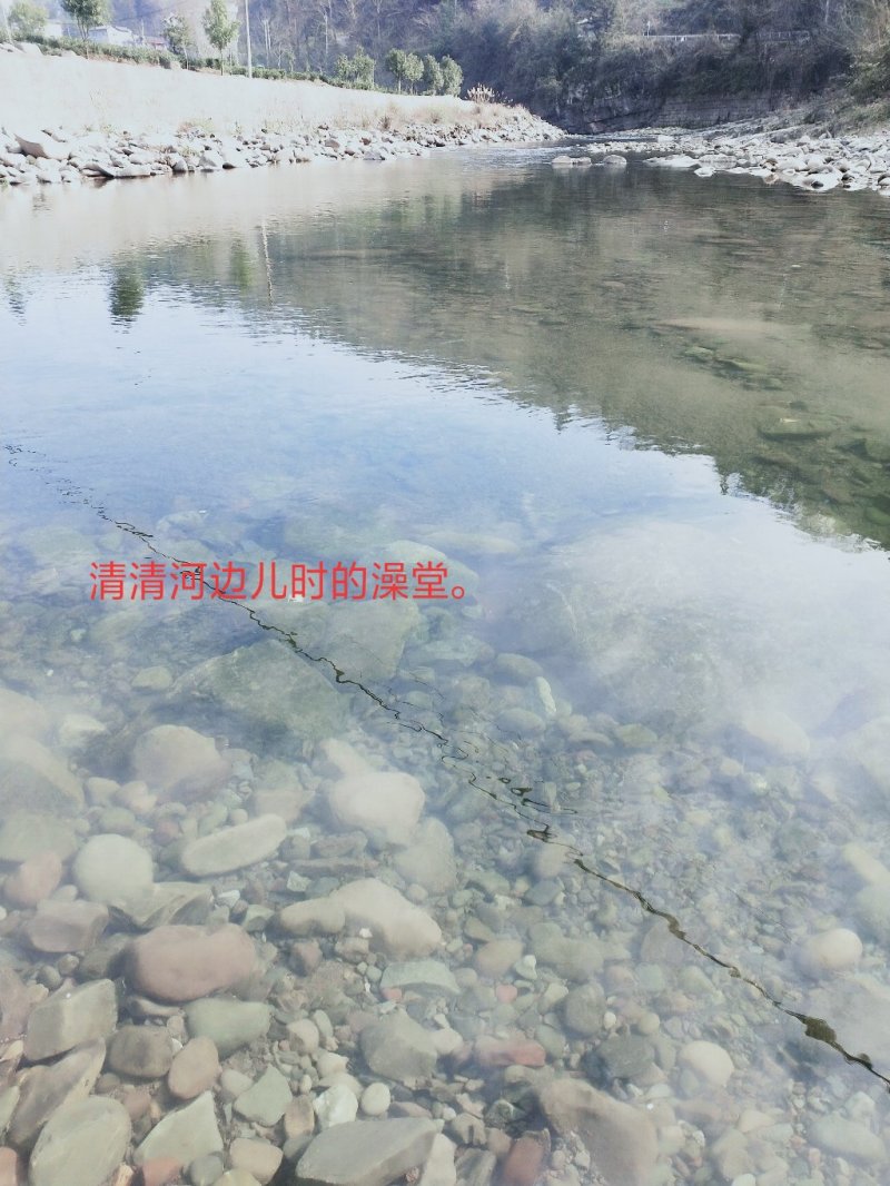 野生七叶一支花