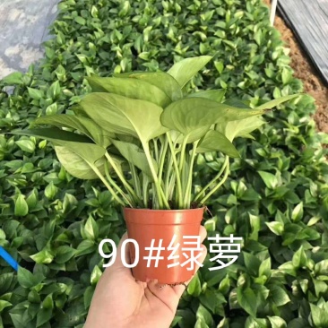 绿萝广州基地直供价格实惠规格多样