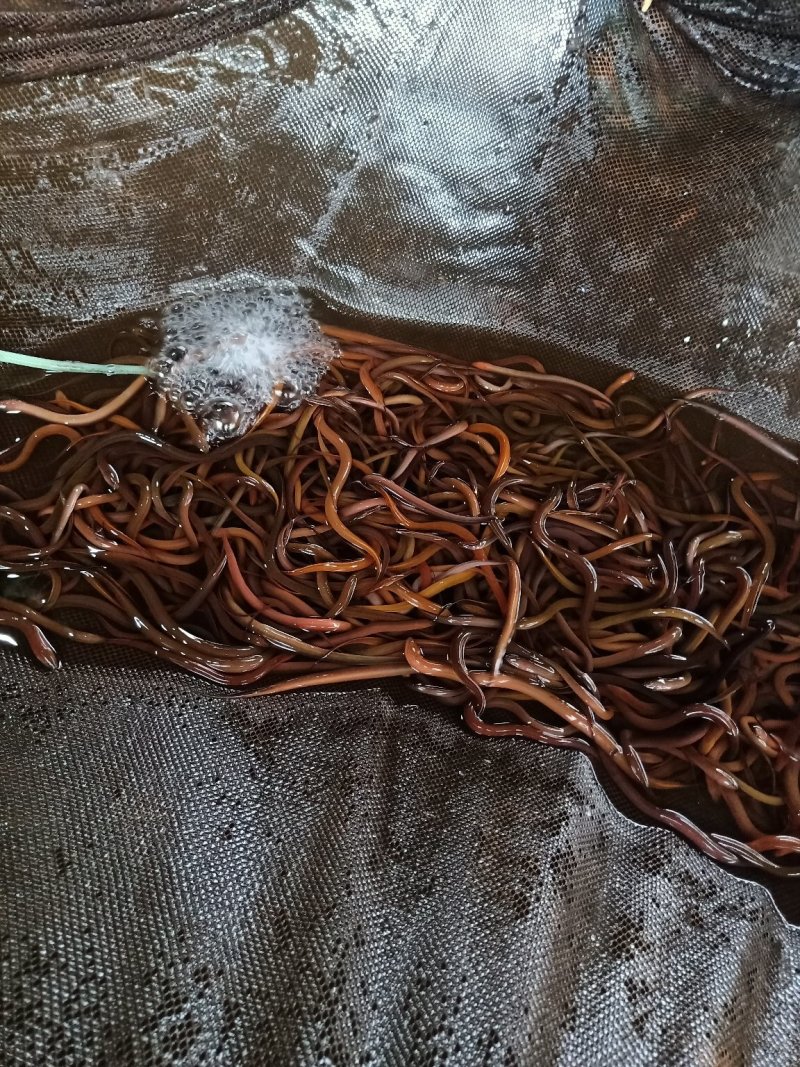 水产批发市场鳗鱼苗日本鳗鱼苗淡水种苗批发