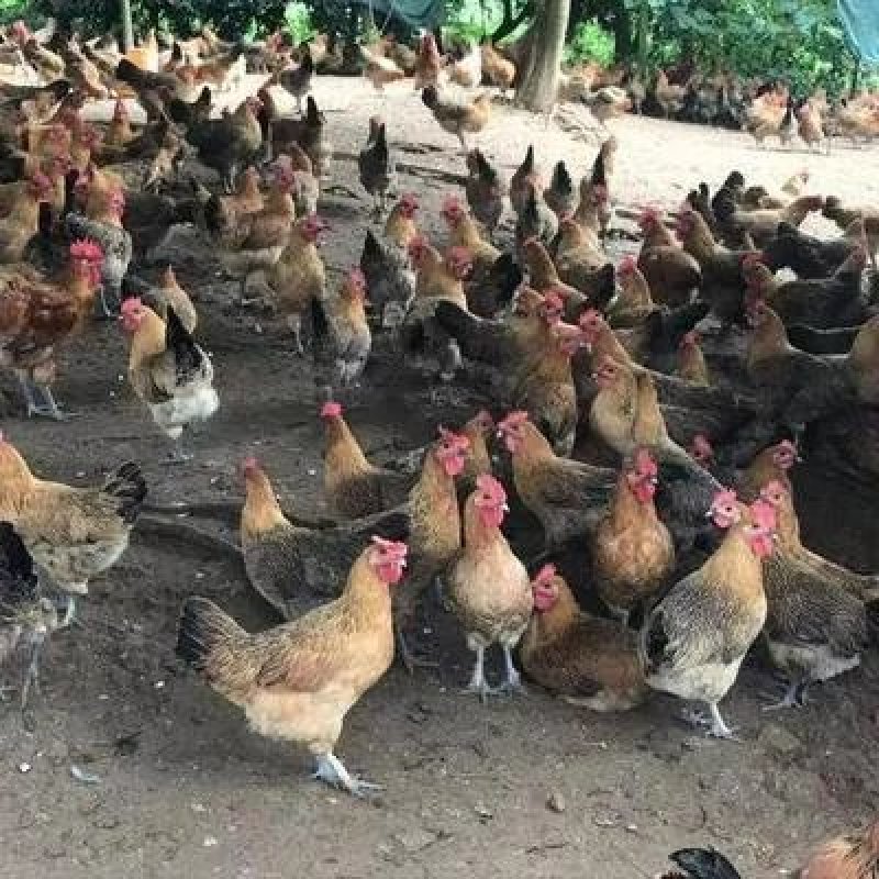 青脚麻鸡苗场家直销出壳包打疫苗包运输损耗零风险