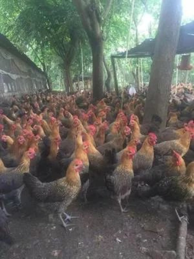 青脚麻鸡苗场家直销出壳包打疫苗包运输损耗零风险