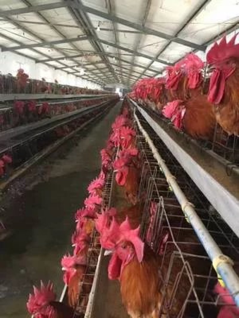 青脚麻鸡苗场家直销出壳包打疫苗包运输损耗零风险