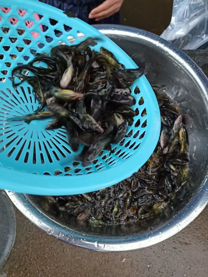 黄骨黄颡鱼苗黄腊丁鱼苗、各类新鱼苗水花大量批发