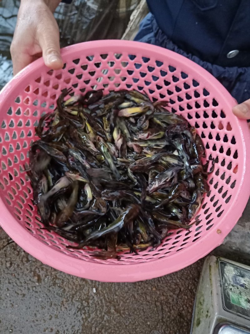 黄骨黄颡鱼苗黄腊丁鱼苗、各类新鱼苗水花大量批发