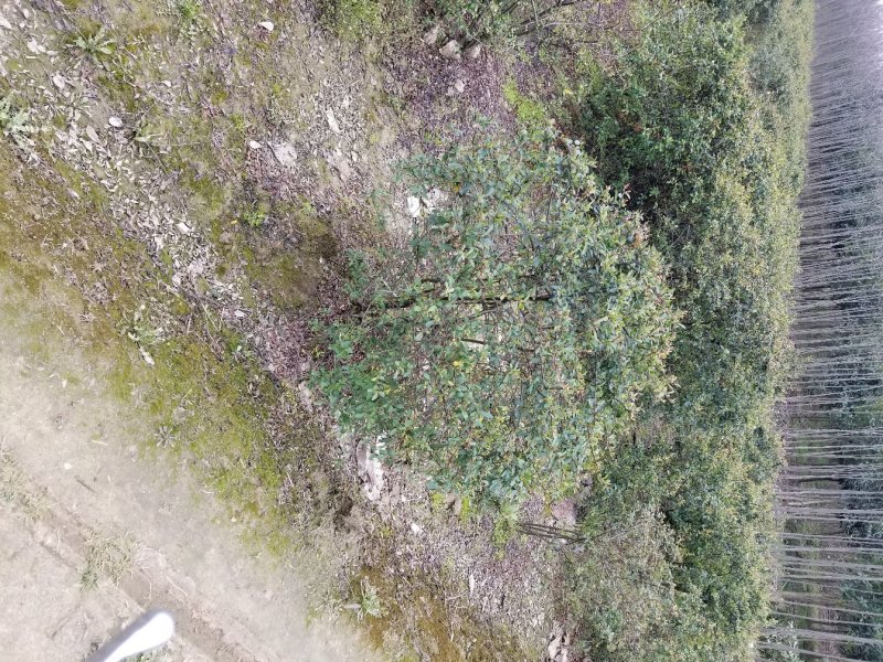 火棘球，火棘苗(丛生.独杆火棘球.火棘苗)大量直销
