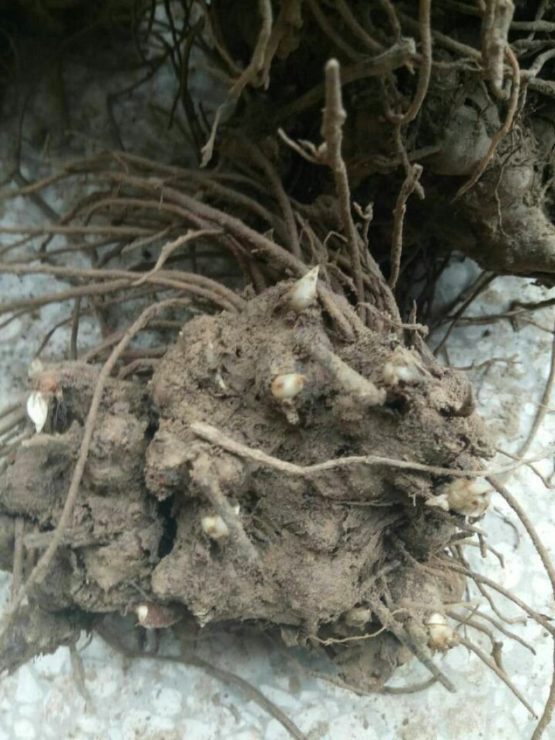 苍术