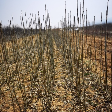梨树苗玉露香黄香酥砀山酥梨库尔勒香梨树苗大量供应