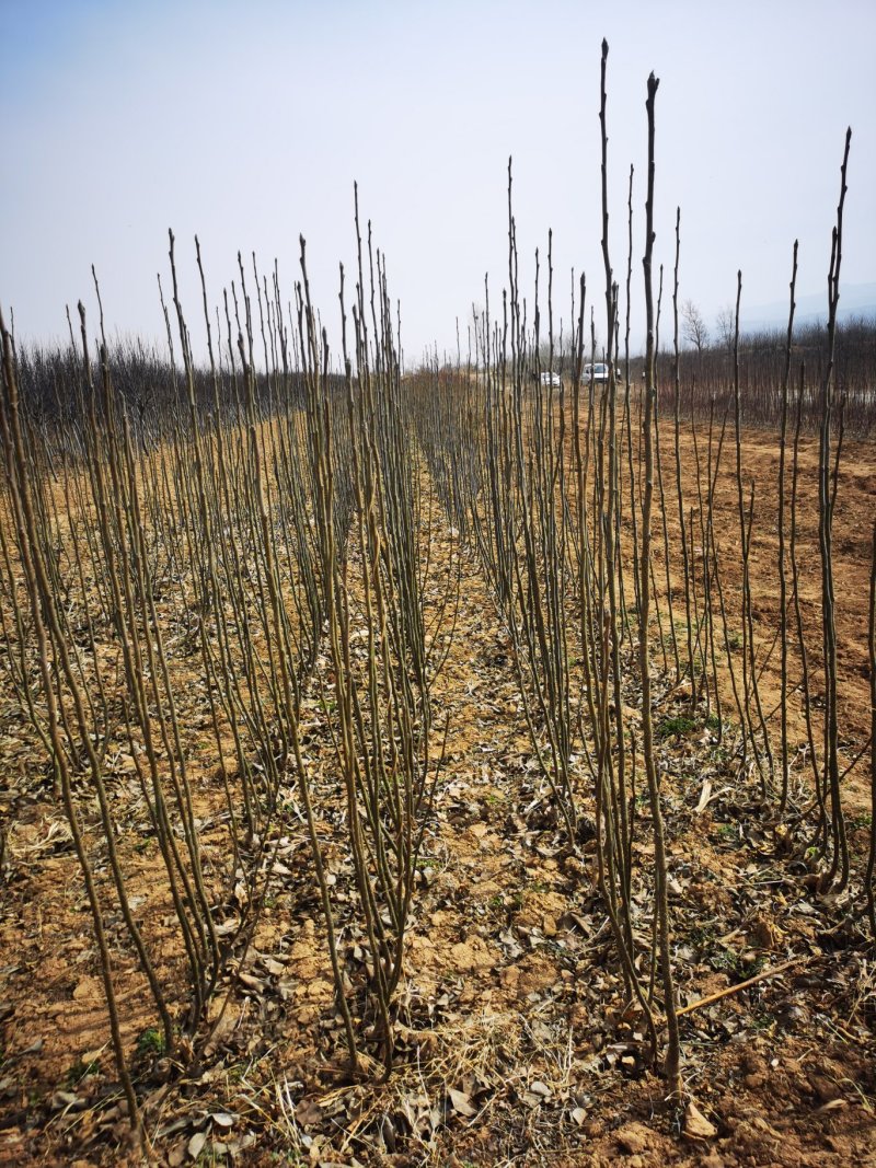 梨树苗玉露香黄香酥砀山酥梨库尔勒香梨树苗大量供应