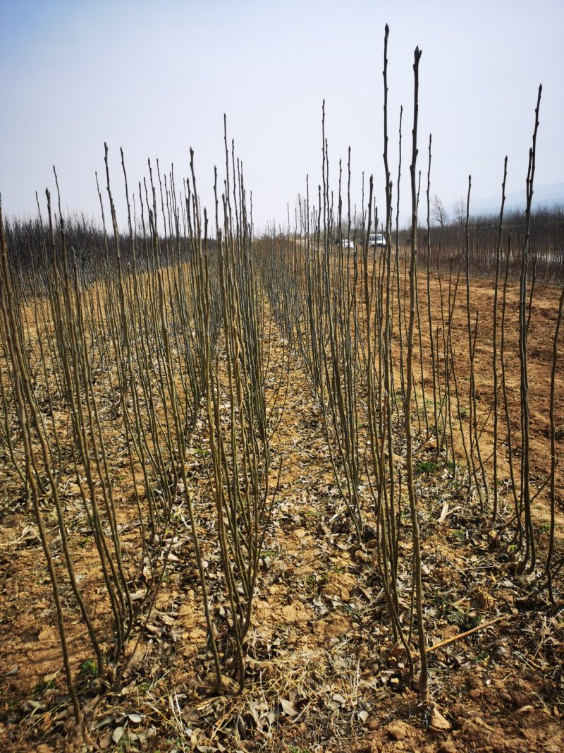 梨树苗玉露香黄香酥砀山酥梨库尔勒香梨树苗大量供应