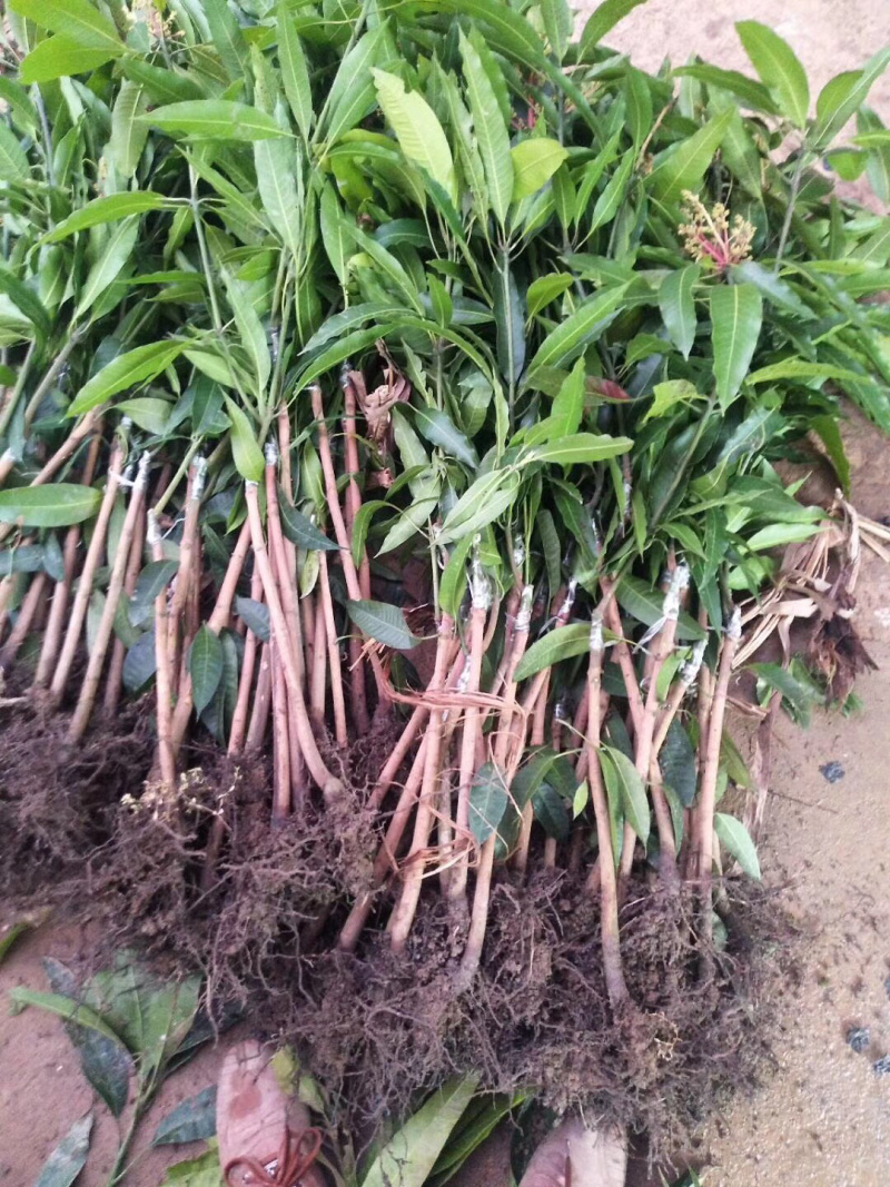 红象牙芒果苗带叶包成活当年结果
