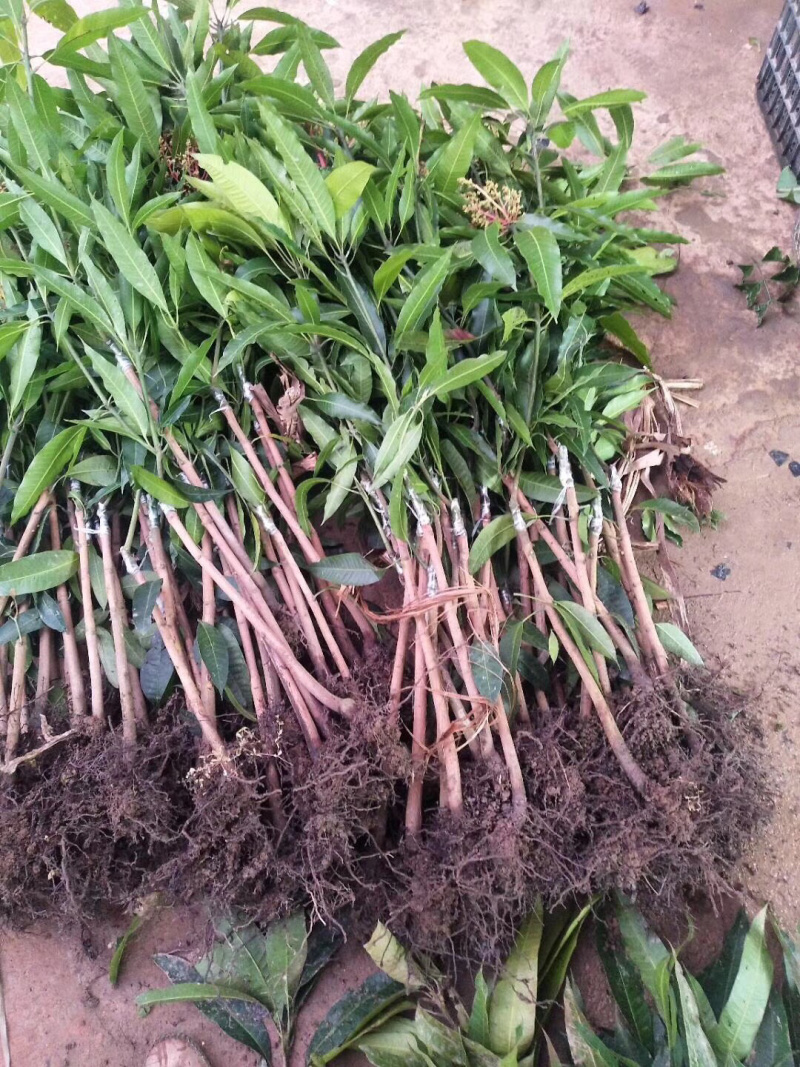 红象牙芒果苗带叶包成活当年结果